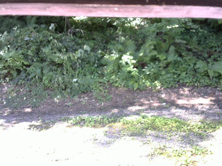 長野県菅平高原 ゆたか山荘 南側 2025/07/28 08:45