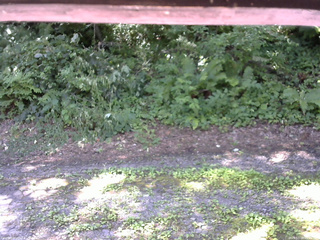 長野県菅平高原 ゆたか山荘 南側 2025/07/28 09:45