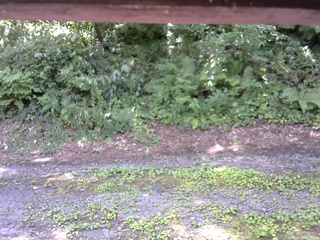長野県菅平高原 ゆたか山荘 南側 2025/07/28 11:45