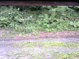 長野県菅平高原 ゆたか山荘 南側 2025/07/28 13:45