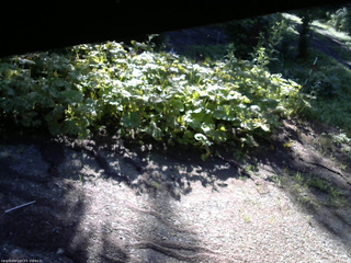 長野県菅平高原 ゆたか山荘 駐車場 2025/07/28 07:15