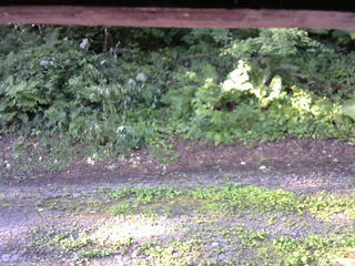 長野県菅平高原 ゆたか山荘 南側 2025/07/29 07:00