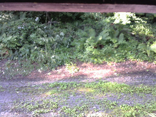 長野県菅平高原 ゆたか山荘 南側 2025/07/29 07:15