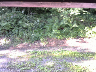 長野県菅平高原 ゆたか山荘 南側 2025/07/29 07:30