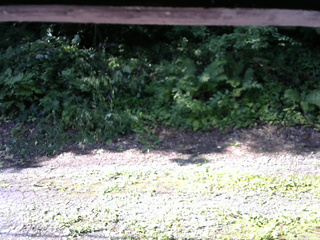 長野県菅平高原 ゆたか山荘 南側 2025/07/29 08:00