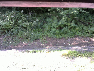 長野県菅平高原 ゆたか山荘 南側 2025/07/29 08:30