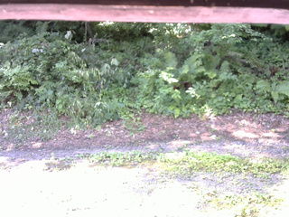 長野県菅平高原 ゆたか山荘 南側 2025/07/29 08:45