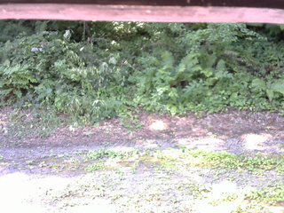 長野県菅平高原 ゆたか山荘 南側 2025/07/29 09:00