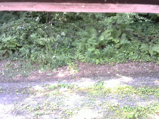 長野県菅平高原 ゆたか山荘 南側 2025/07/29 09:15