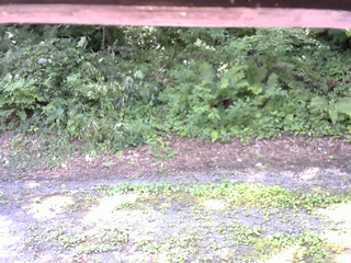 長野県菅平高原 ゆたか山荘 南側 2025/07/29 09:45