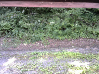 長野県菅平高原 ゆたか山荘 南側 2025/07/29 10:00