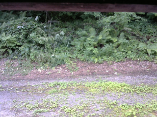 長野県菅平高原 ゆたか山荘 南側 2025/07/29 10:15