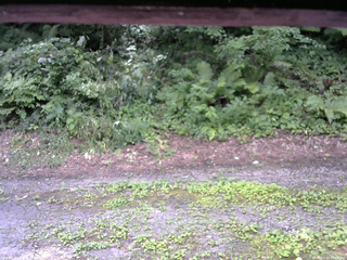 長野県菅平高原 ゆたか山荘 南側 2025/07/29 10:45