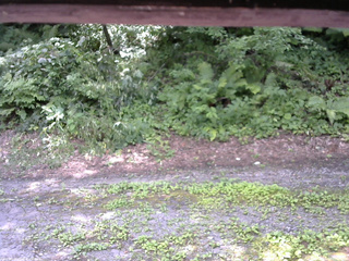 長野県菅平高原 ゆたか山荘 南側 2025/07/29 11:00