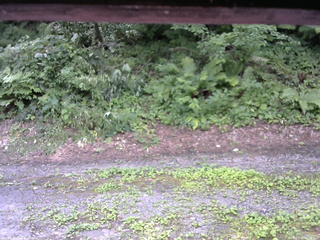 長野県菅平高原 ゆたか山荘 南側 2025/07/29 11:15