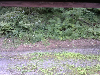 長野県菅平高原 ゆたか山荘 南側 2025/07/29 11:30