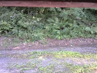 長野県菅平高原 ゆたか山荘 南側 2025/07/29 14:00