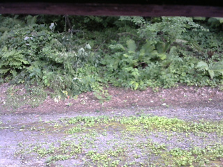 長野県菅平高原 ゆたか山荘 南側 2025/07/29 14:45