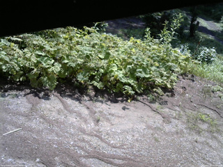 長野県菅平高原 ゆたか山荘 駐車場 2025/07/29 09:00