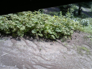 長野県菅平高原 ゆたか山荘 駐車場 2025/07/30 09:15