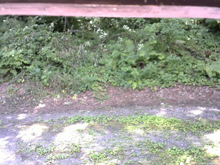 長野県菅平高原 ゆたか山荘 南側 2025/07/31 09:45