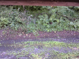 長野県菅平高原 ゆたか山荘 南側 2025/08/01 15:45