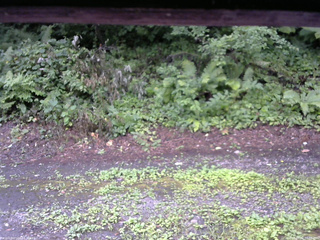 長野県菅平高原 ゆたか山荘 南側 2025/08/02 07:00