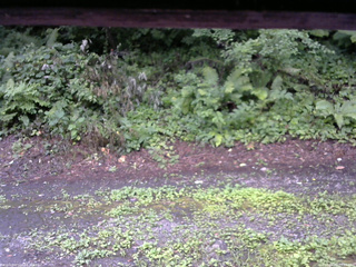 長野県菅平高原 ゆたか山荘 南側 2025/08/02 07:15