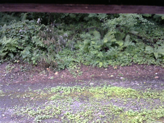 長野県菅平高原 ゆたか山荘 南側 2025/08/02 07:45