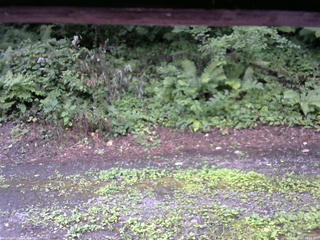 長野県菅平高原 ゆたか山荘 南側 2025/08/02 08:15