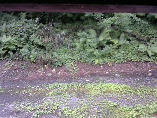 長野県菅平高原 ゆたか山荘 南側 2025/08/02 08:30