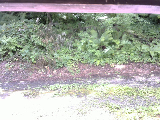 長野県菅平高原 ゆたか山荘 南側 2025/08/02 08:45