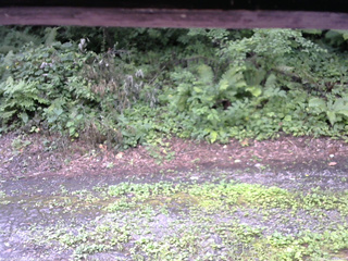 長野県菅平高原 ゆたか山荘 南側 2025/08/02 09:15