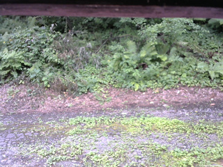 長野県菅平高原 ゆたか山荘 南側 2025/08/02 12:15