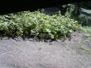 長野県菅平高原 ゆたか山荘 駐車場 2025/08/02 08:45