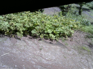 長野県菅平高原 ゆたか山荘 駐車場 2025/08/02 10:45