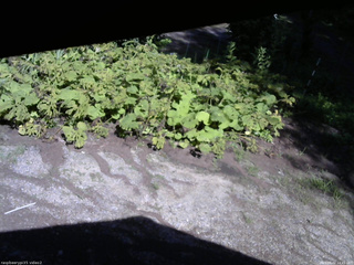 長野県菅平高原 ゆたか山荘 駐車場 2025/08/02 14:45