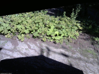 長野県菅平高原 ゆたか山荘 駐車場 2025/08/02 15:00