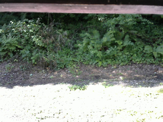 長野県菅平高原 ゆたか山荘 南側 2025/08/03 08:15