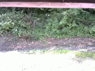 長野県菅平高原 ゆたか山荘 南側 2025/08/03 08:30