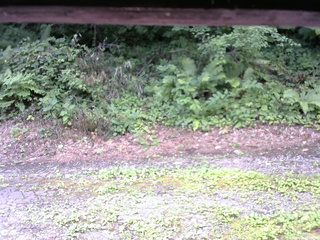 長野県菅平高原 ゆたか山荘 南側 2025/08/03 09:15