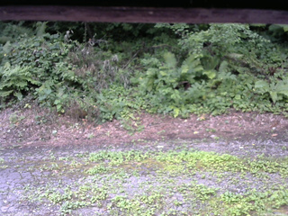 長野県菅平高原 ゆたか山荘 南側 2025/08/03 10:00