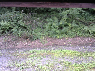 長野県菅平高原 ゆたか山荘 南側 2025/08/03 10:15