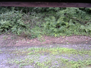 長野県菅平高原 ゆたか山荘 南側 2025/08/03 10:45