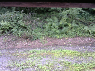 長野県菅平高原 ゆたか山荘 南側 2025/08/03 11:45