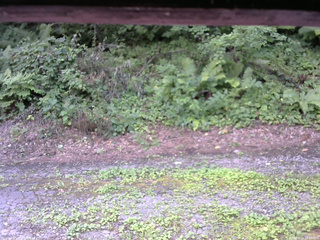 長野県菅平高原 ゆたか山荘 南側 2025/08/03 12:15