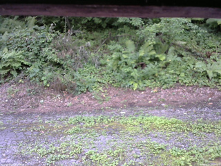 長野県菅平高原 ゆたか山荘 南側 2025/08/03 12:30