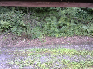 長野県菅平高原 ゆたか山荘 南側 2025/08/03 15:15