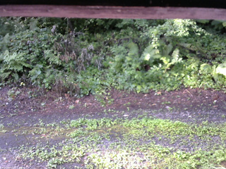 長野県菅平高原 ゆたか山荘 南側 2025/08/04 07:00