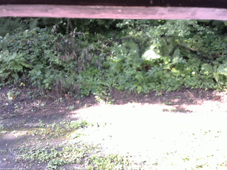 長野県菅平高原 ゆたか山荘 南側 2025/08/04 07:45